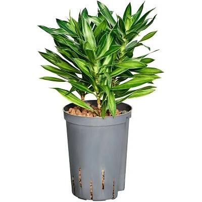 Pleomele (Dracaena) reflexa 'Song of Jamaica' 3pp 15/19 v.40 cm