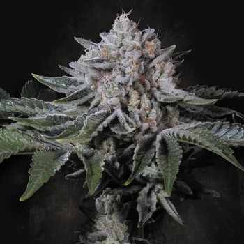 Paradise Seeds Peach Frosting Semienka neobsahujú THC 5 ks