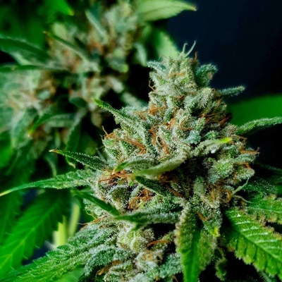 Exclusive Seeds Bank Auto Nemo semienka neobsahujú THC 1 ks