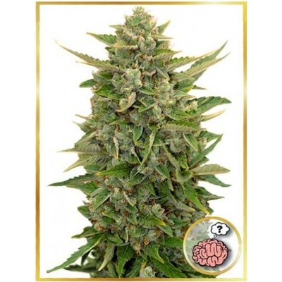 Mr. Hide Seeds AUTO Amnesia semena neobsahují THC 3 ks