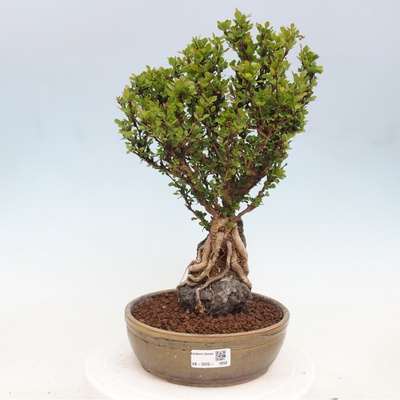 e-bonsai Venkovní bonsai - Berberis coreana - Dřištál korejský