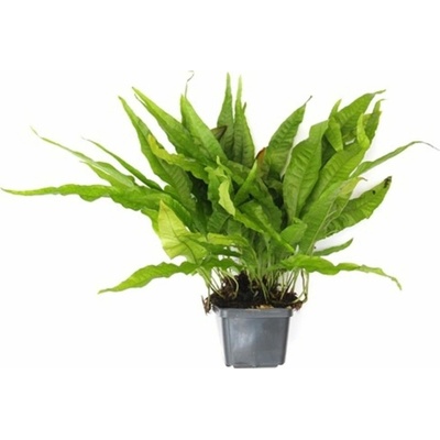 Microsorum pteropus XXL