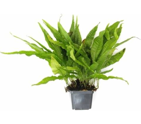 Microsorum pteropus XXL
