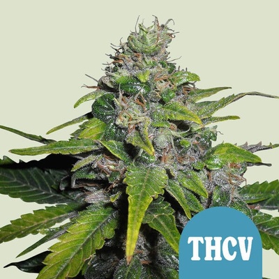 Royal Queen Seeds Royal THCV semienka neobsahujú THC 100 ks