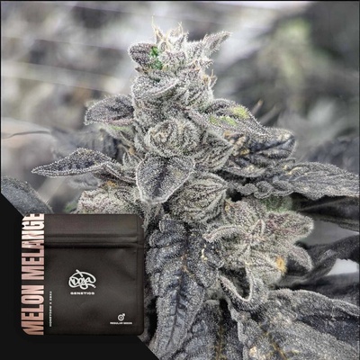 Doja Genetics Melon Melange regular semienka neobsahujú THC 6 ks