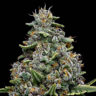 Anesia Seeds Pink Matcha Slush semienka neobsahujú THC 10 ks