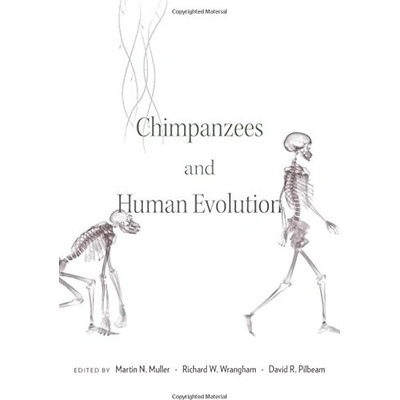 Chimpanzees and Human Evolution