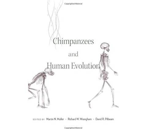 Chimpanzees and Human Evolution
