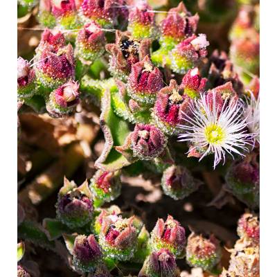 Kosmatec krystalový - Mesembryanthemum crystallinum - prodej semen - 300 ks