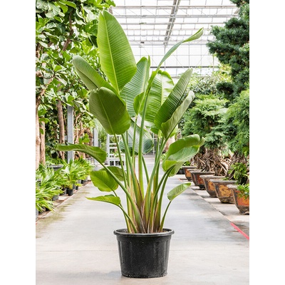 Strelitzia nicolai 55x190 cm