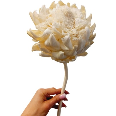 Sušený artyčok XL bělený 30-40cm, květ Ø 10-12cm
