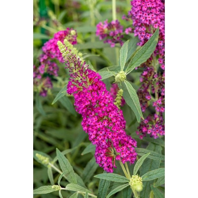 GREENBOSS FLOWER Motýlí keř zakrslý 'Raspberry' Průměr květináče: 9 až 12 cm