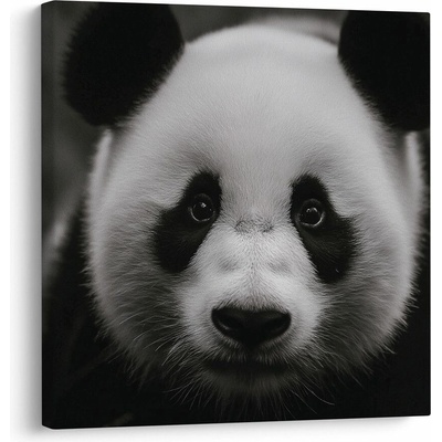 Obraz panda na čiernom pozadí