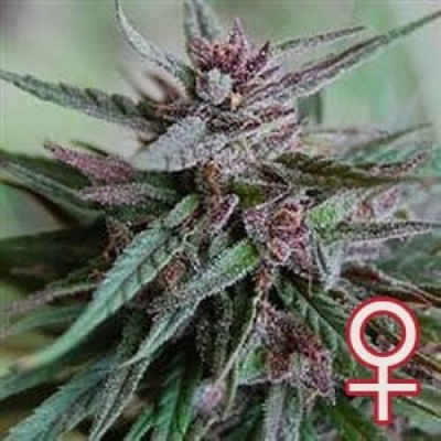 KC Brains Seeds Bahia Black Head semena neobsahují THC 5 ks