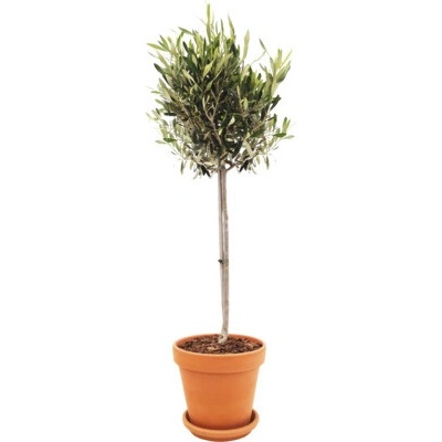 Olivovník evropský na kmínku FloraSelf Olea europaea v terakotovém květináči Ø 25 cm vč. podmisky