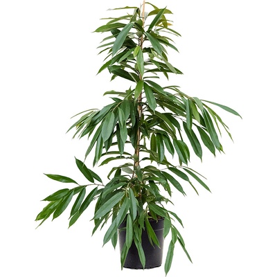 Fikus - Ficus binnendijkii "Amstel King" Tuft 27x170 cm
