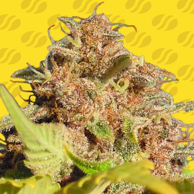 Original Sensible Seeds Wedding Cake Auto semienka neobsahujú THC 50 ks