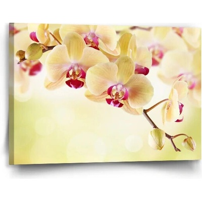 Sablio Obraz Orchidea 2 - 90x60 cm