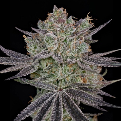 Green House Seed Papaya Sour Spritz semienka neobsahujú THC 10 ks