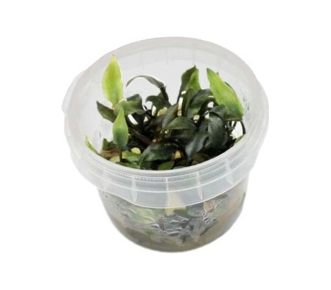 Cryptocoryne walkeri lutea