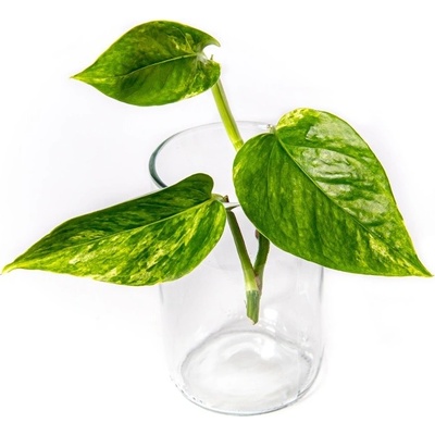 Gardners Epipremnum Marble Queen - řízek k zakořenění Šplhavník, Šplhavnice