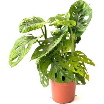 bijela monstera Monstera deliciosa albo  Amazon Garden Thailand