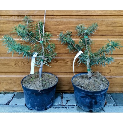 Jedľa kalifornská (Abies bracteata) veľkosť 30-40cm