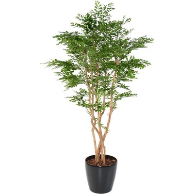 ACACIA, 180cm
