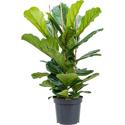 Ficus lyrata Tuft 35x135 cm