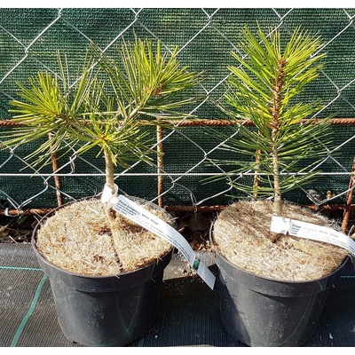Borovica bungeho (Pinus bungeana ´White Ghost´) veľkosť 20+cm