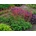 Heuchera Leuchtkäfer