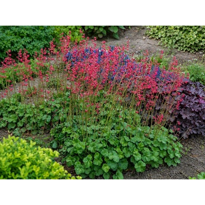 Heuchera Leuchtkäfer