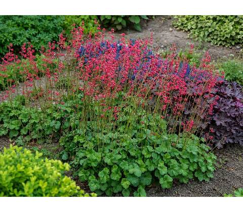 Heuchera Leuchtkäfer
