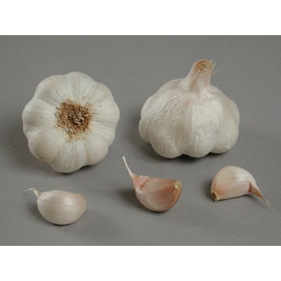 Česnek sadbový Therador nepaličák 50-60mm 8 palic