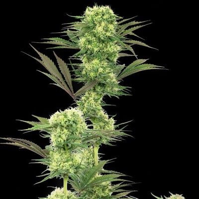 White Label Guava Jelly semena neobsahují THC 3 ks