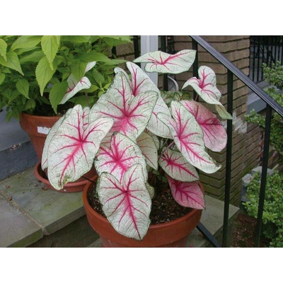 Caladium WHITE QUEEN kaládie andělská křídla