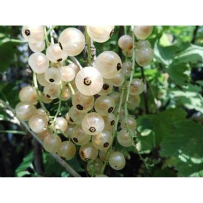 Ríbezľa biela (Ribes rubrum) ´BLANCA´ - výška 130-150 cm, stredne skorá, voľnokorenná - STROMČEKOVÁ/NA KMIENKU