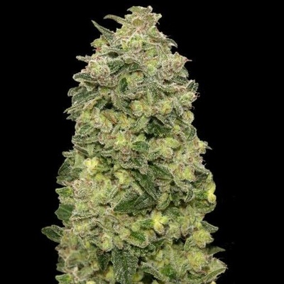Advanced Seeds AUTO Afghan Skunk semena neobsahují THC 5 ks