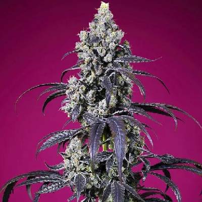 Sweet Seeds Tropicanna Cherry XL Auto semena neobsahují THC 3 ks