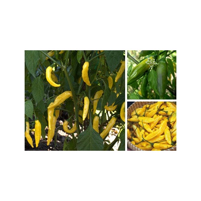 CHILLIMAT Chilli sazenice Lemon Drop 1ks