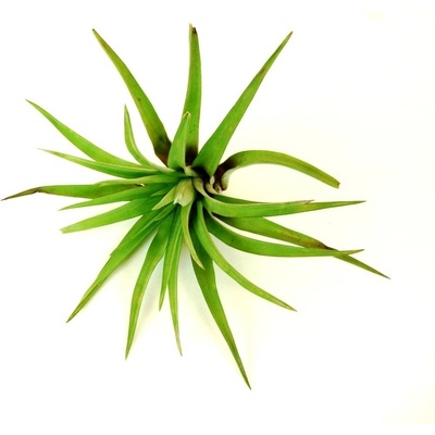 Gardners Tillandsia capitata Tillandsie, kykatka