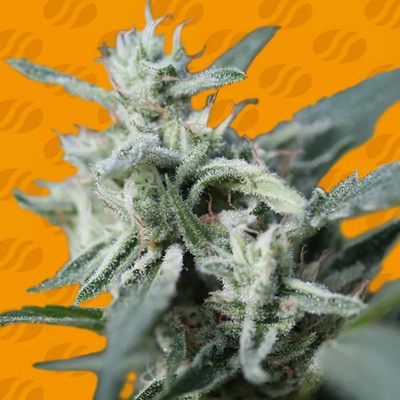 Original Sensible Seeds Cannafuel CBD semienka neobsahujú THC 50 ks