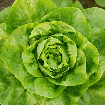 MASLOVÝ ŠALÁT Kráľovná májových semien šalátu VEĽA SEMIEN 2 g