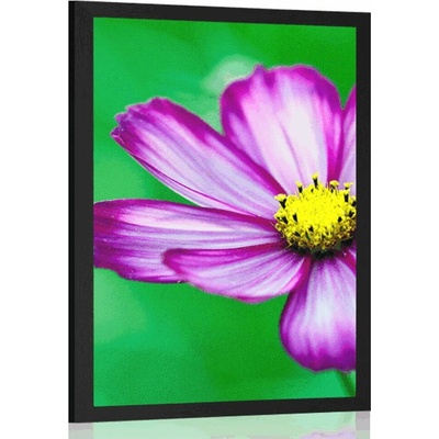 Plakát zahradní květ krasulky - 20x30 white