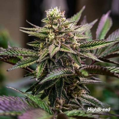 Highbreed Seeds Gomu Gomu Mango semena neobsahují THC 2 ks