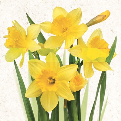 Daisy ubrousky velikonoční Bunch of Yellow Daffodils 3V 33x33 cm 20 ks