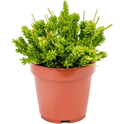 Rhipsalis mesembryanthemoides 12x20 cm