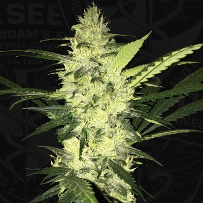 T.H. Seeds LA S.A.G.E. semena neobsahují THC 2 ks