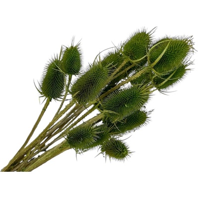Sušené bodliaky Dipsacus 50g - olivovo zelené