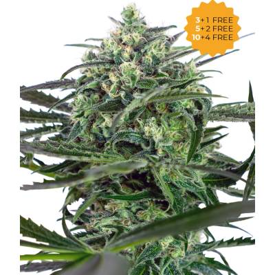 Sensi Seeds Sensi Amnesia semienka neobsahujú THC 1 ks